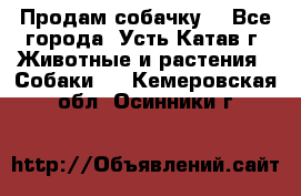 Продам собачку  - Все города, Усть-Катав г. Животные и растения » Собаки   . Кемеровская обл.,Осинники г.